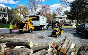 How Our Tree Care Process Works  in  Cressona, PA