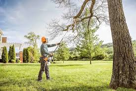 Tree and Shrub Care in Cressona, PA
