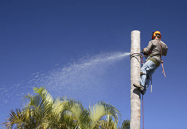 Lawn Watering Services in Cressona, PA